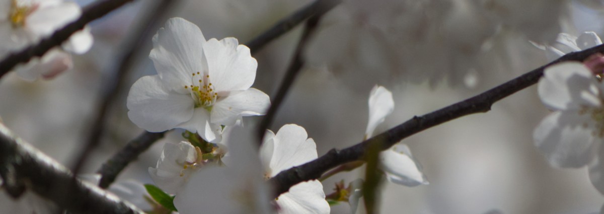 Photo Walk: Blossoms